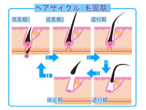 ヘアサイクル